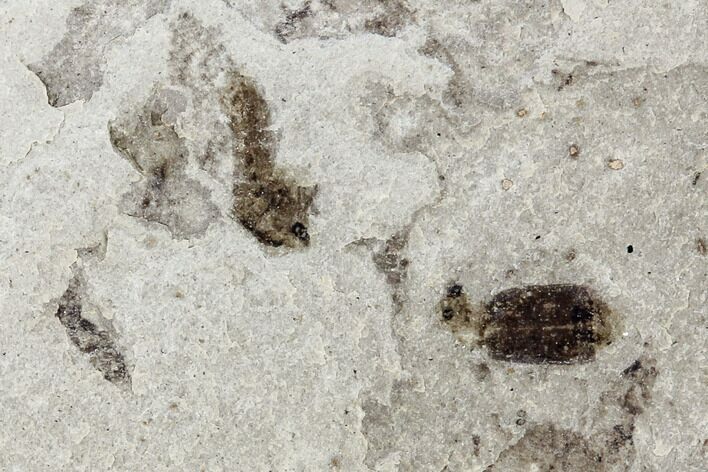 Fossil Beetle (Coleoptera) Cluster - Green River Formation, Utah #109123